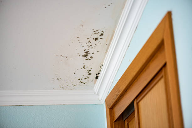 Home Mold Removal in Plainview, MN