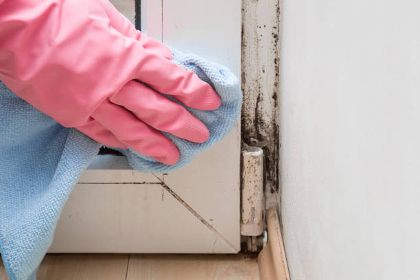 Attic Mold Removal in Plainview, MN