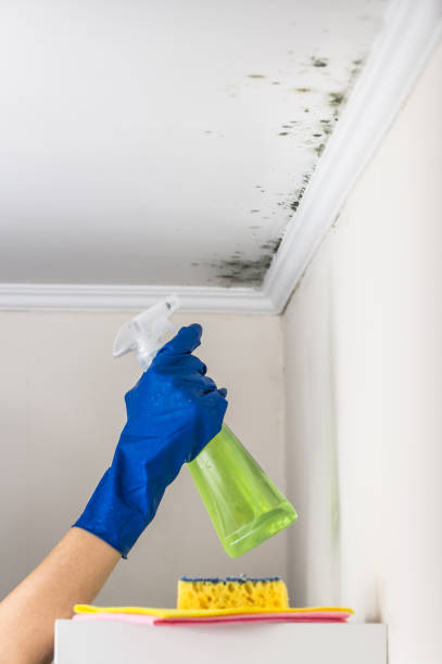 Certified Mold Removal in Plainview, MN